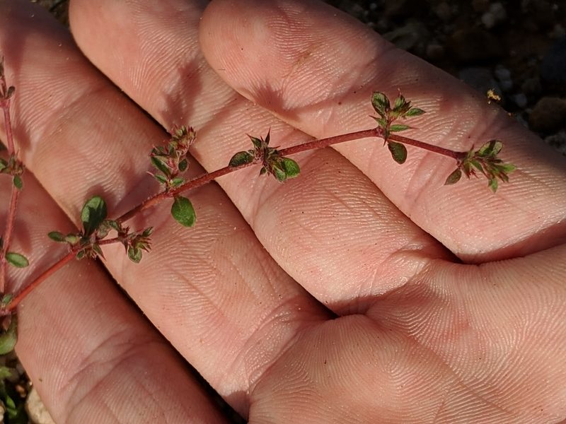 Chorizanthe polygonoides, photographed by Alex Heyman