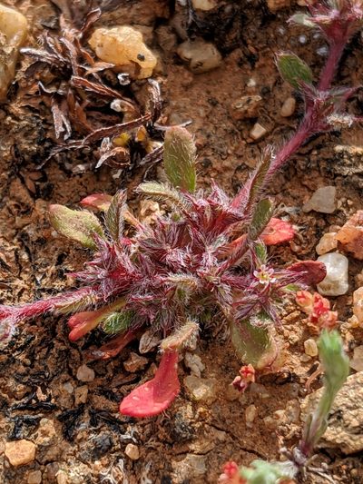 Chorizanthe polygonoides, photographed by Alex Heyman