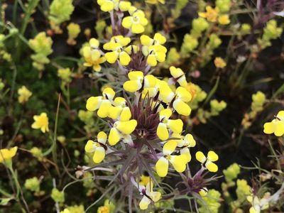 Triphysaria eriantha, photographed by rappman