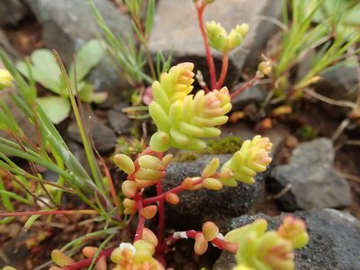 Sedum pumilum, photographed by joergmlpts