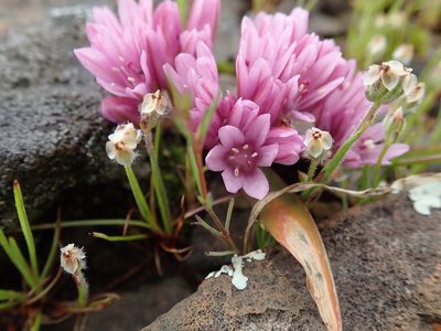 Allium cratericola, photographed by joergmlpts
