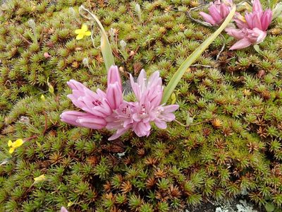 Allium cratericola, photographed by joergmlpts