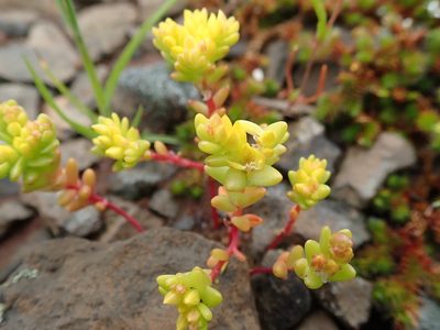 Sedum pumilum, photographed by joergmlpts