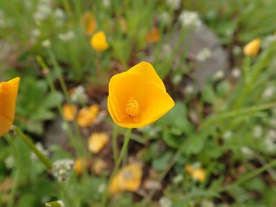 Eschscholzia lobbii, photographed by joergmlpts