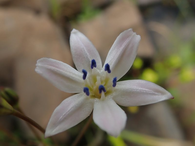 Triteleia lilacina, photographed by joergmlpts
