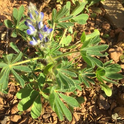 Lupinus gussoneanus, photographed by Andre Hosper