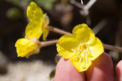 Chylismia brevipes, photographed by Ken-ichi Ueda