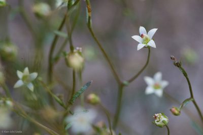 Nemacladus glanduliferus, photographed by Ken-ichi Ueda
