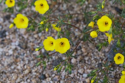 Leptosiphon chrysanthus, photographed by Ken-ichi Ueda