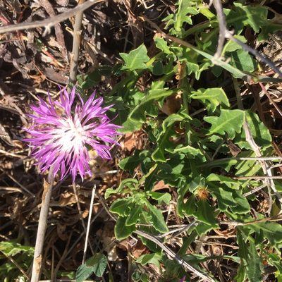 Centaurea susannae, photographed by Andre Hosper