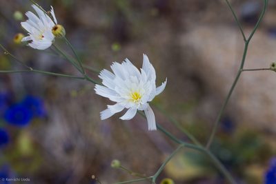 Atrichoseris platyphylla, photographed by Ken-ichi Ueda
