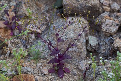 Senecio mohavensis, photographed by Ken-ichi Ueda