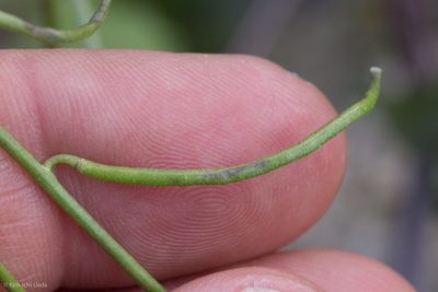 Streptanthus cooperi, photographed by Ken-ichi Ueda