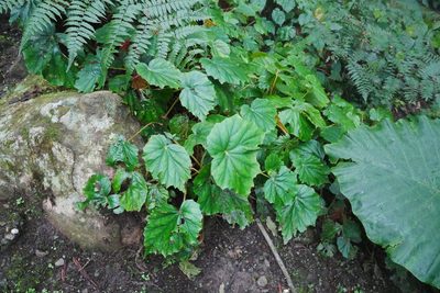 Begonia chitoensis, photographed by Moogoo Lee