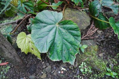 Begonia chitoensis, photographed by Moogoo Lee
