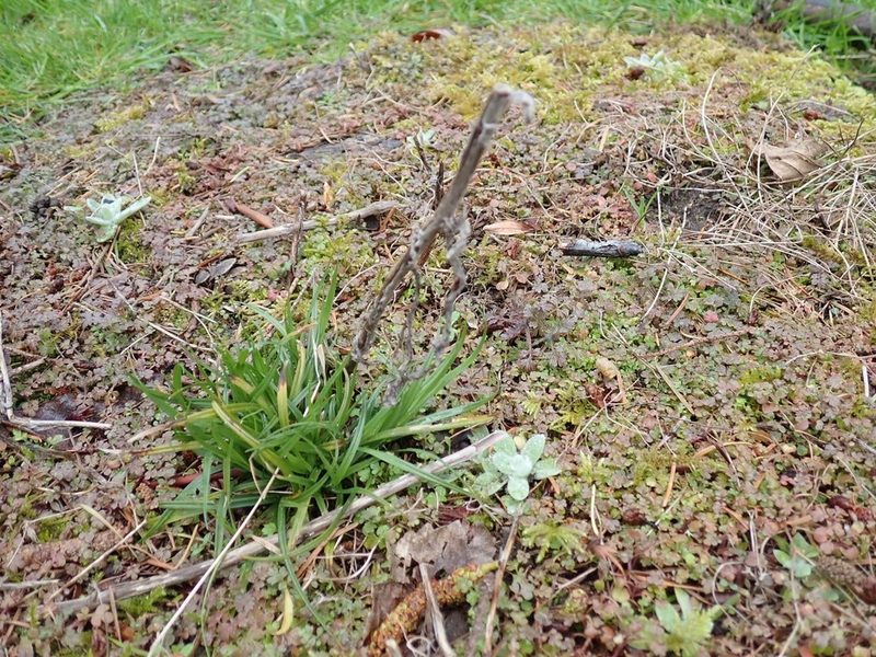Carex leptopoda, photographed by John Brew