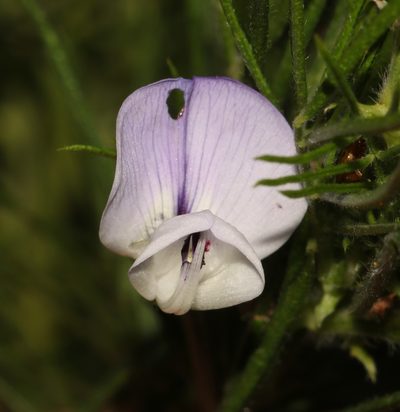 Psoralea montana, photographed by Brian du Preez