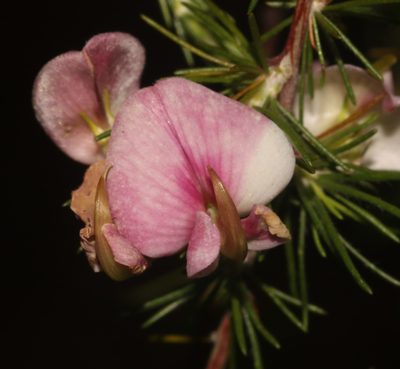 Aspalathus willdenowiana, photographed by Brian du Preez
