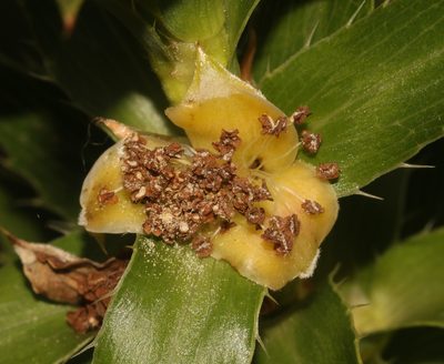 Cliffortia grandifolia, photographed by Brian du Preez