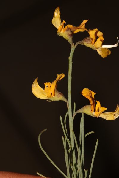 Lebeckia grandiflora, photographed by Brian du Preez