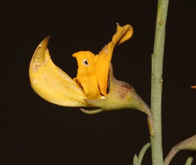 Lebeckia grandiflora, photographed by Brian du Preez
