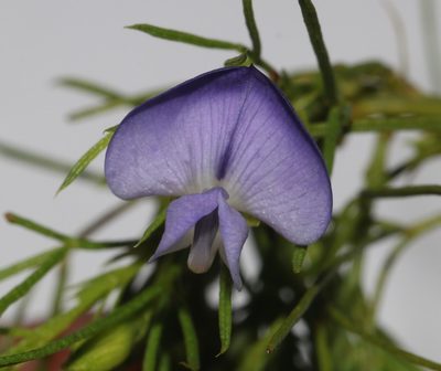 Psoralea laevigata, photographed by Brian du Preez