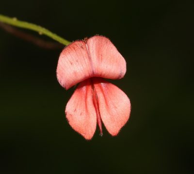Indigofera erecta, photographed by Brian du Preez