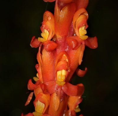Disa chrysostachya, photographed by Brian du Preez