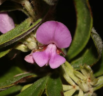 Indigofera hispida, photographed by Brian du Preez