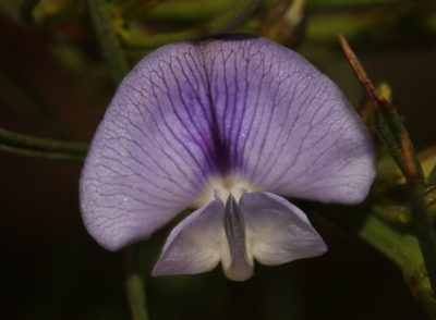 Psoralea sordida, photographed by Brian du Preez