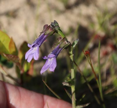 Lobelia brevifolia, photographed by Lauren McLaurin