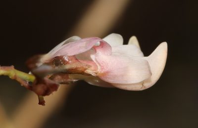 Wiborgia tenuifolia, photographed by Brian du Preez