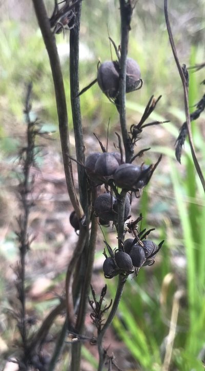 Haemodorum spicatum, photographed by Ann Bentley