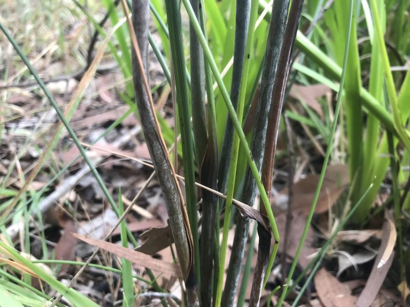Haemodorum spicatum, photographed by Ann Bentley