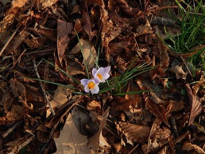 Crocus biflorus, photographed by Luca Fornasari