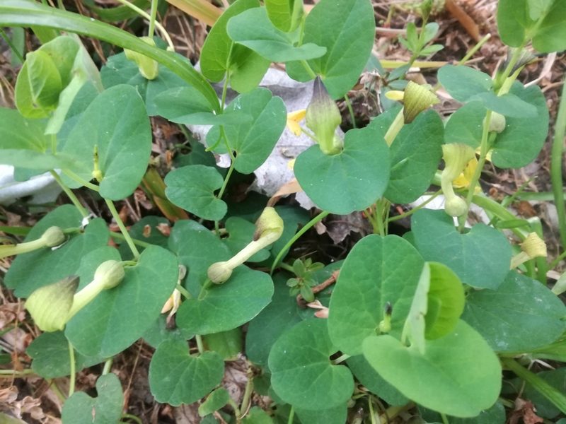 Aristolochia navicularis, photographed by Davide Puddu