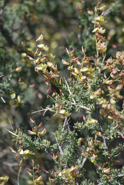Wiborgia mucronata, photographed by Charles Stirton