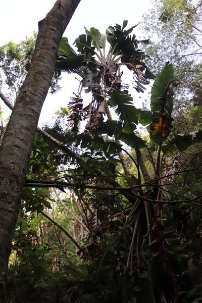 Strelitzia alba, photographed by Tony Rebelo