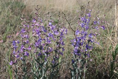 Penstemon fendleri, photographed by samlutfy