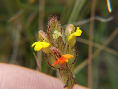 Neobartsia thiantha, photographed by cstobie
