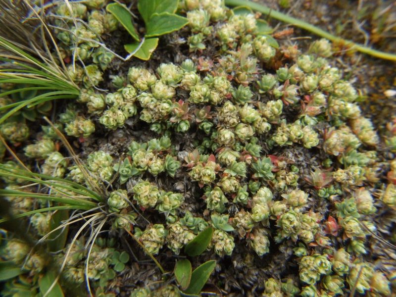 Paronychia andina, photographed by cstobie