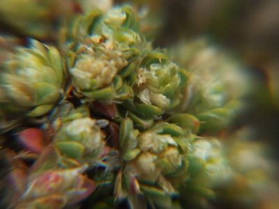 Paronychia andina, photographed by cstobie