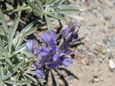 Lupinus obtusilobus, photographed by carabus123