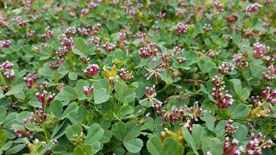 Trifolium gracilentum, photographed by Alan Rockefeller