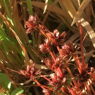 Juncus capitatus, photographed by Andre Hosper