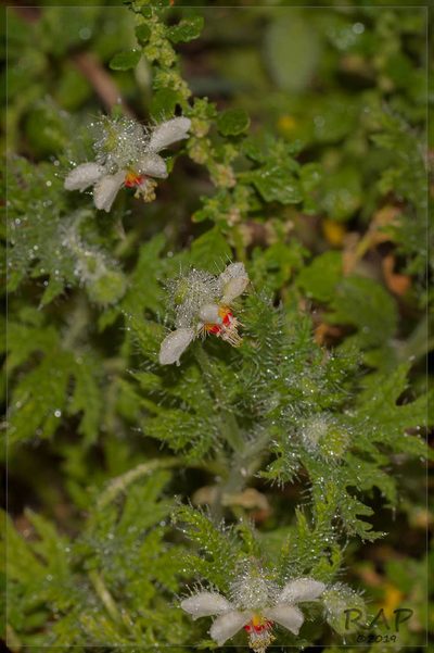 Blumenbachia insignis, photographed by RAP