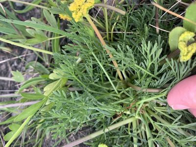 Lomatium caruifolium, photographed by Jim Riley