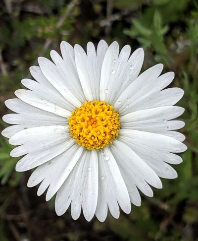 Layia erubescens, photographed by Alex Heyman