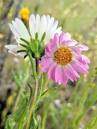 Layia erubescens, photographed by Alex Heyman
