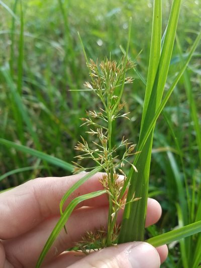 Rhynchospora miliacea, photographed by Scott Ward